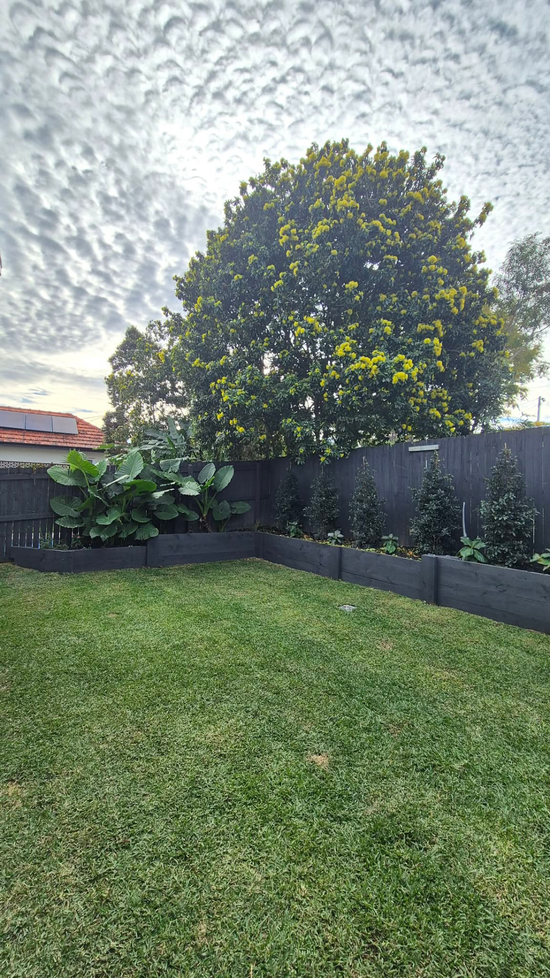 Freshly mowed backyard lawn with tidy garden beds in Brisbane